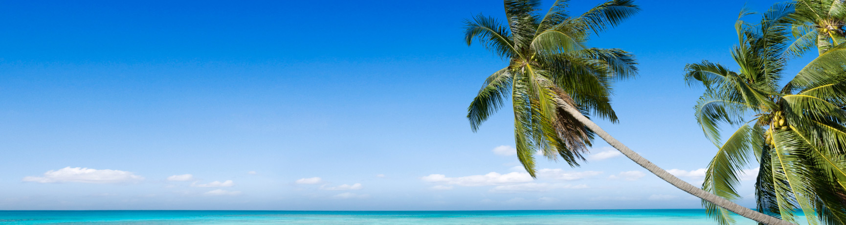 palm tree